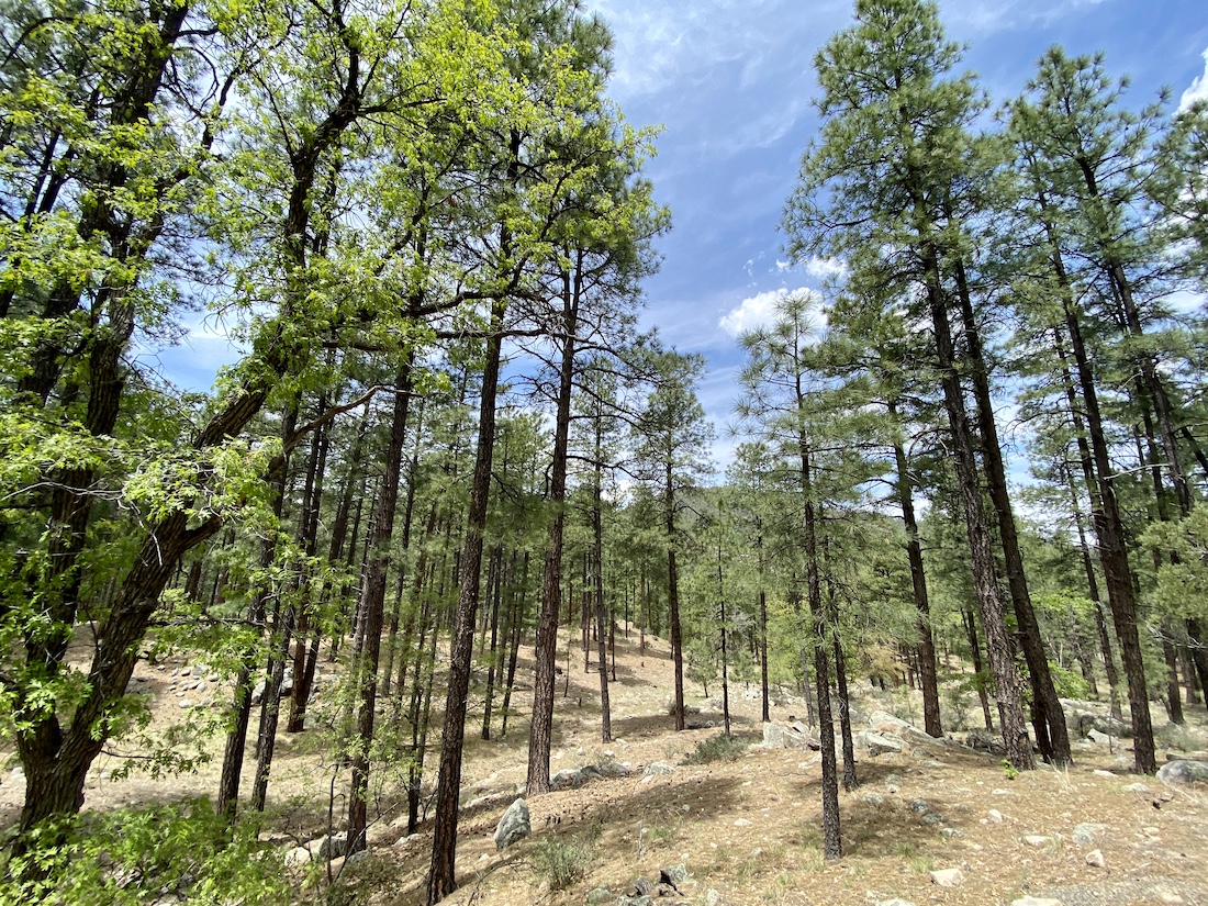 Building a log cabin in Walker! (Phoenix, Mesa house, neighborhood